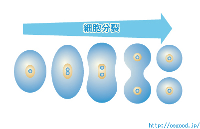 細胞分裂