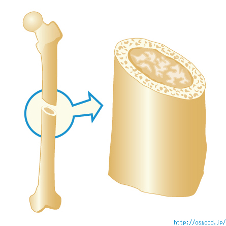 骨の構造
