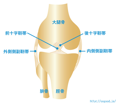 靭帯（十字靭帯、側副靭帯）